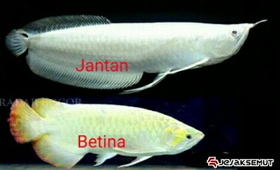 perbedaan ikan arwana jantan dan betina