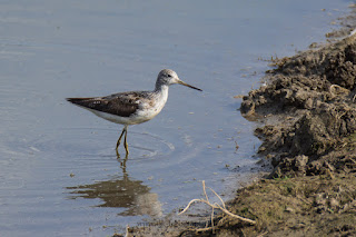 Wildlifefotografie Naturfotografie Lippeaue Grünschenkel