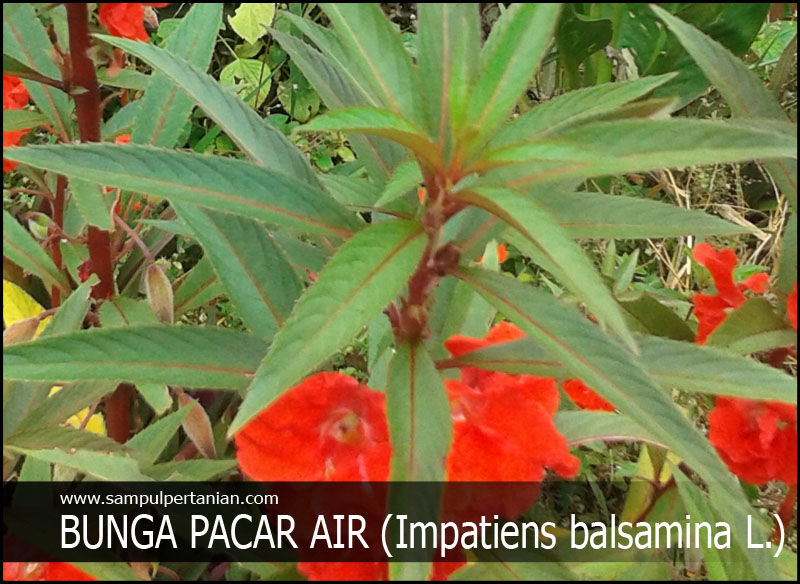 Kandungan Dan Manfaat Tanaman Bunga Pacar Air Impatiens Balsamina L Untuk Kesehatan Dan Pengobatan