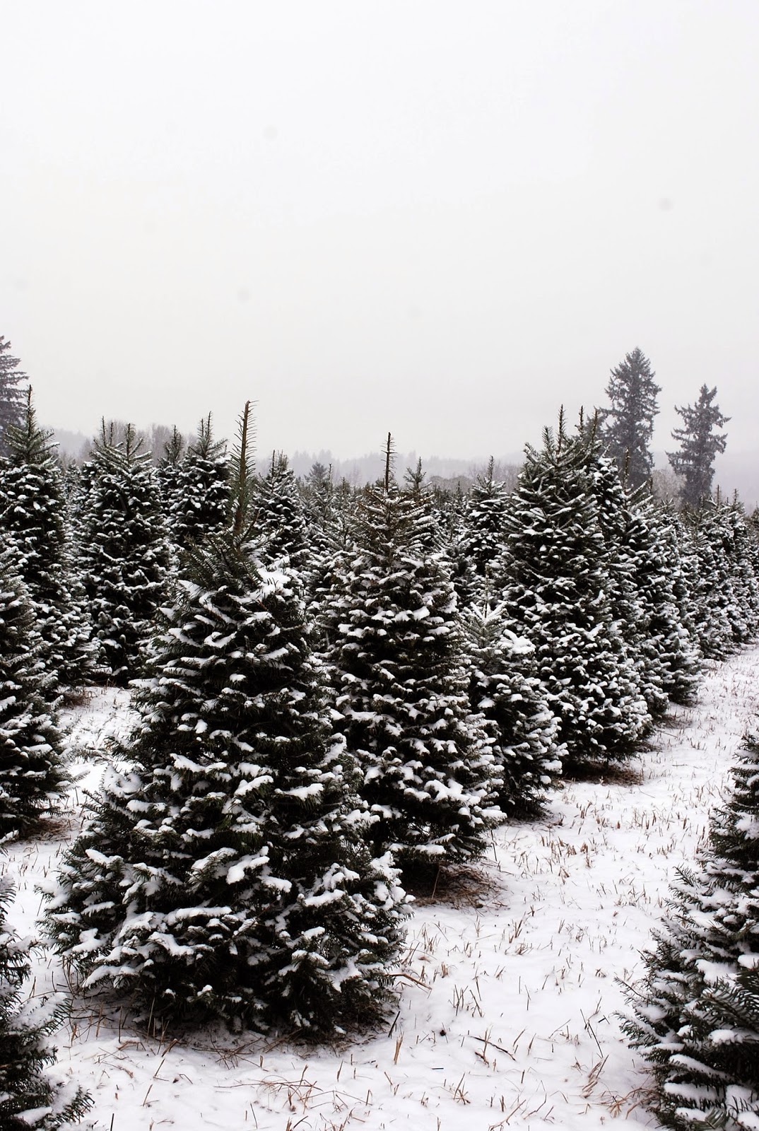 the farmer's wife UCut Christmas Trees