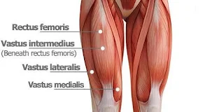 Quadriceps group of muscles in human body