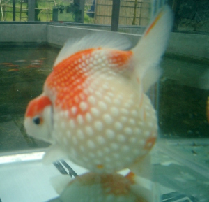 IKAN MAS KOKI JUMBO - SEMUA CARA BUDIDAYA HEWAN