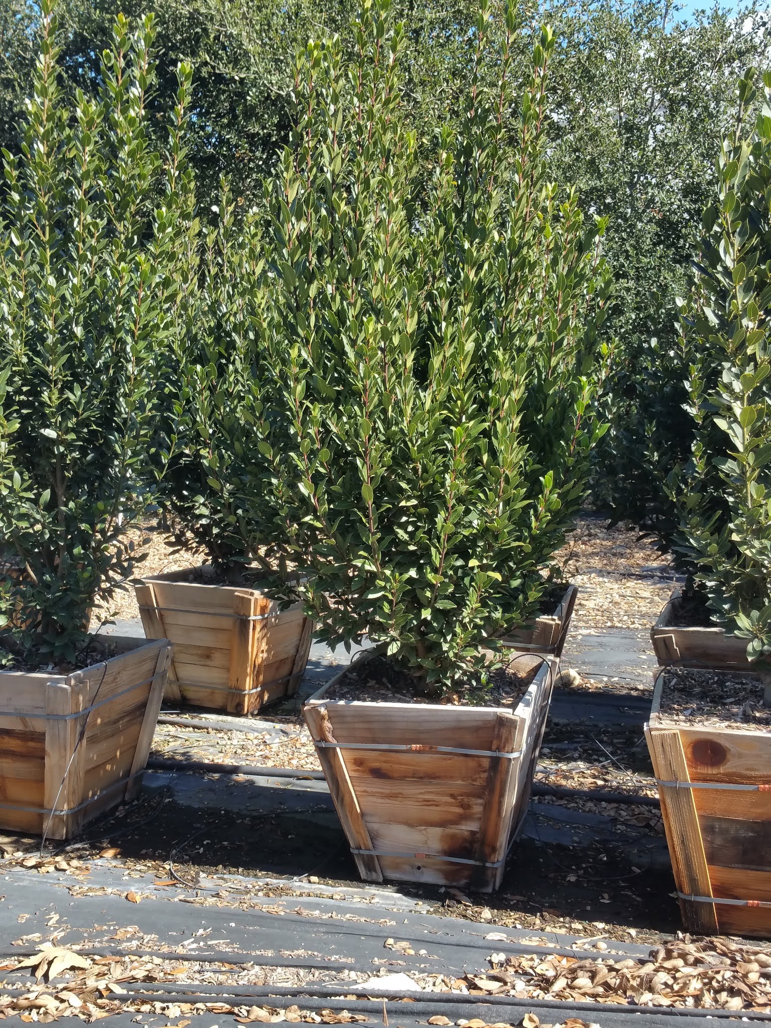 Recent Photos of Western Tree Nursery Plants