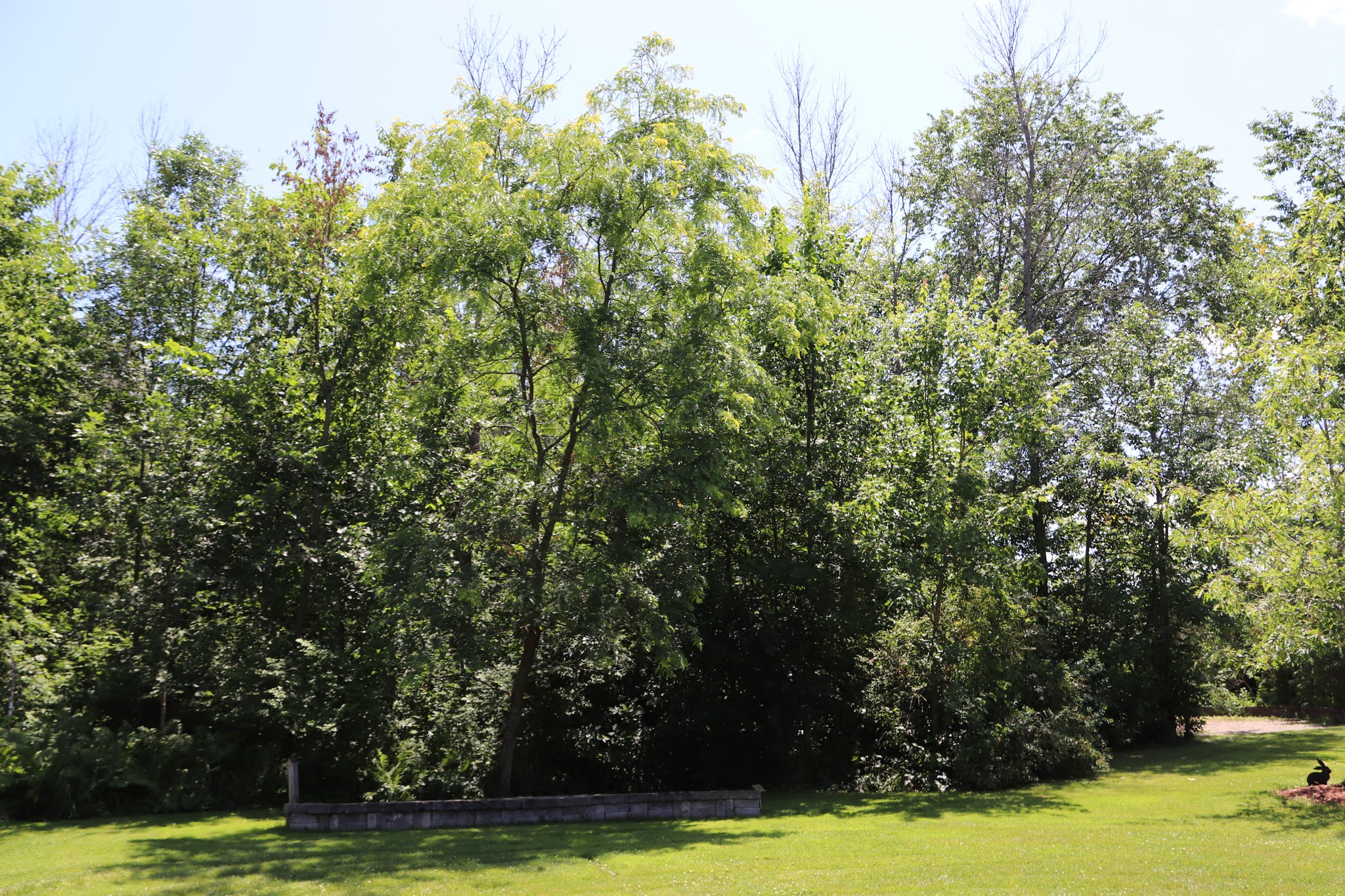 Memorials in Ottawa Karen Tremblay Tree