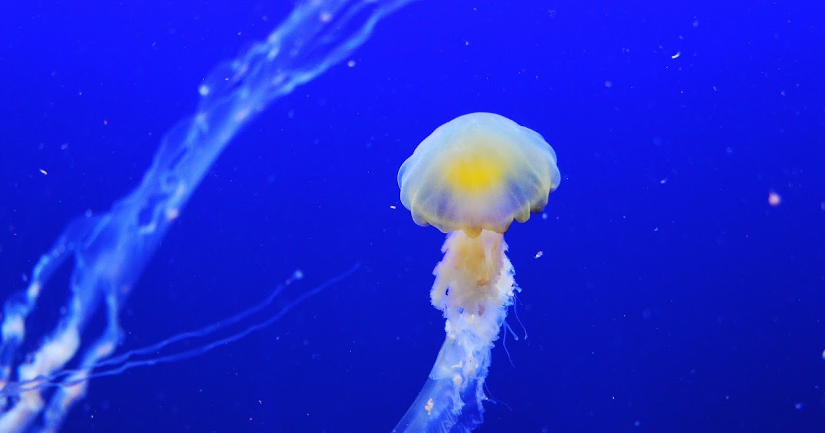 Jellyfish What is it, characteristics, curiosities