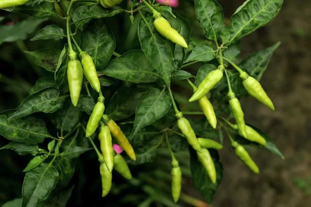 how to control leaf curl virus in chilli