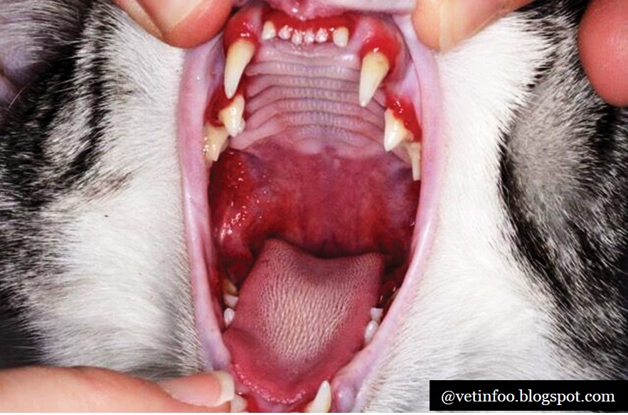 Feline Calicivirus and things to know