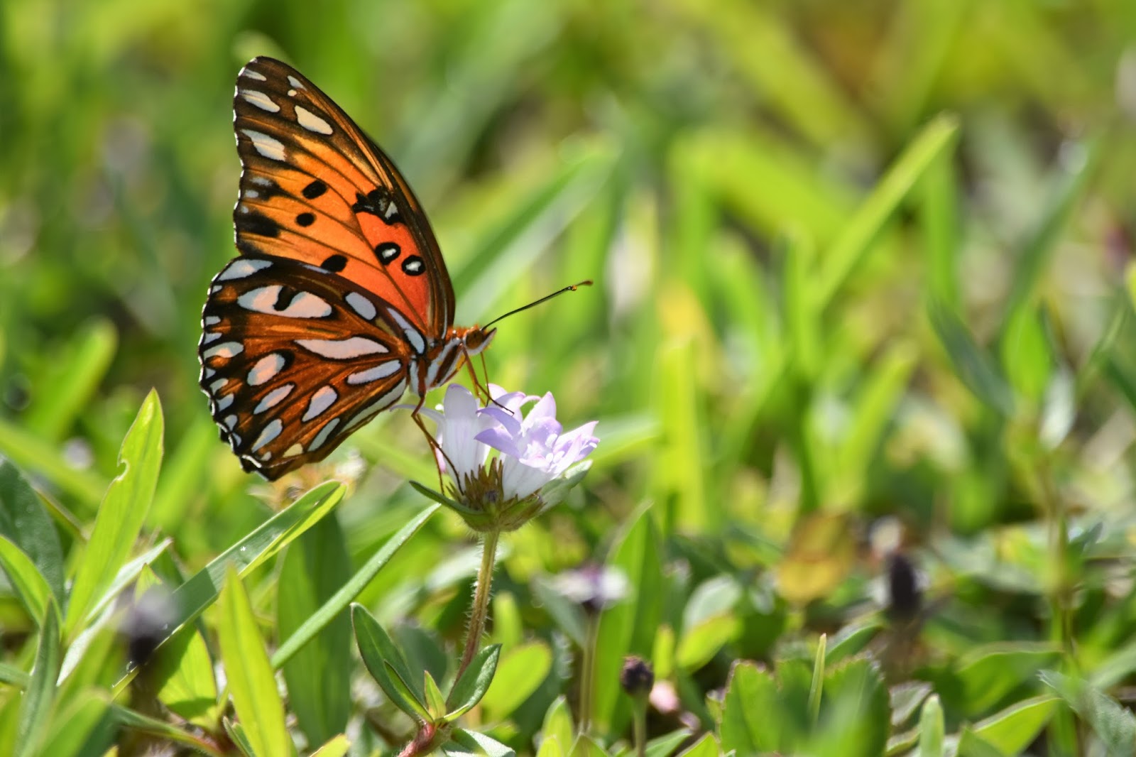 Ming Photography Butterfly Busy Collecting Pollen (4 photos)