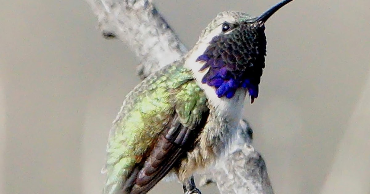 CHRISTMAS MOUNTAINS OASIS: Good and bad woodpeckers