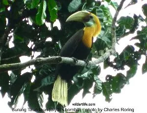 Hornbill can be watched in most part of New Guinea and its surrounding islands.