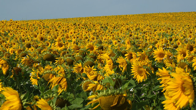 Sunflower fields