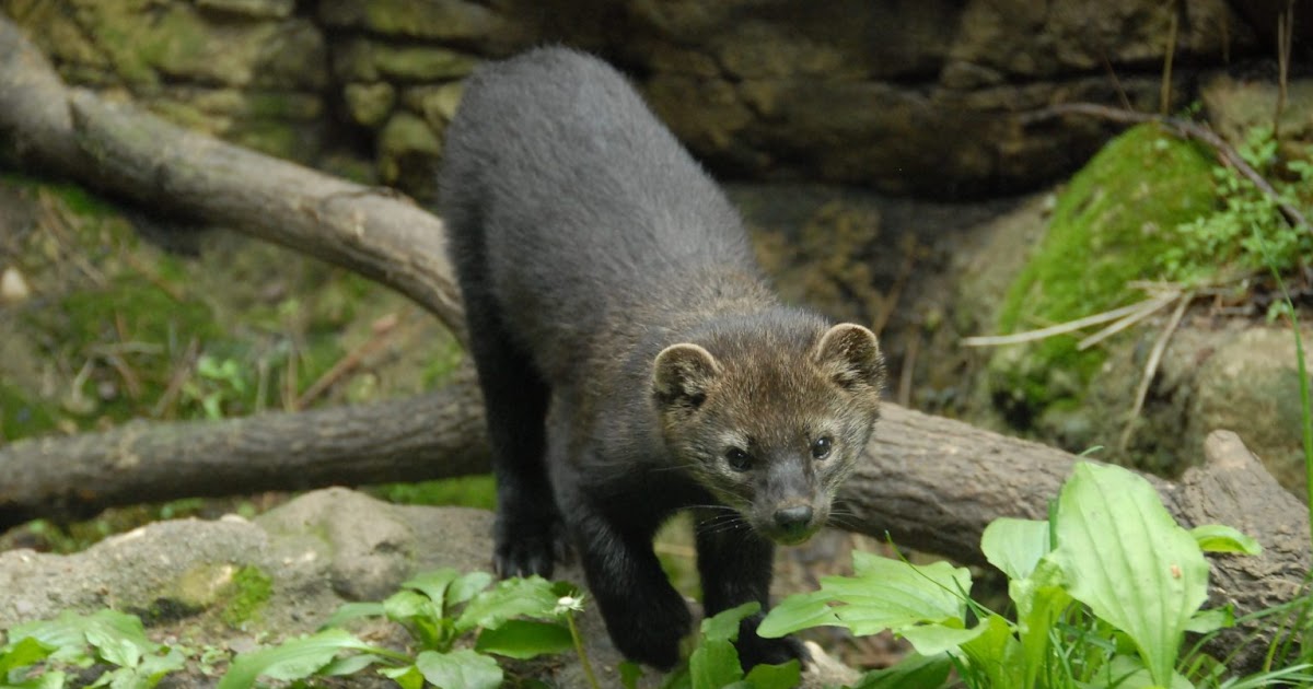 Endangered New Jersey More on Fishers and Their Return to New Jersey