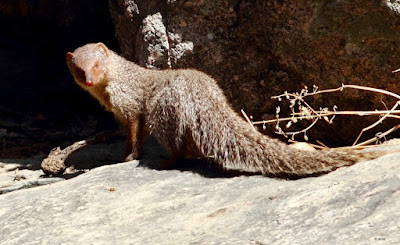 Indian Grey mongoose