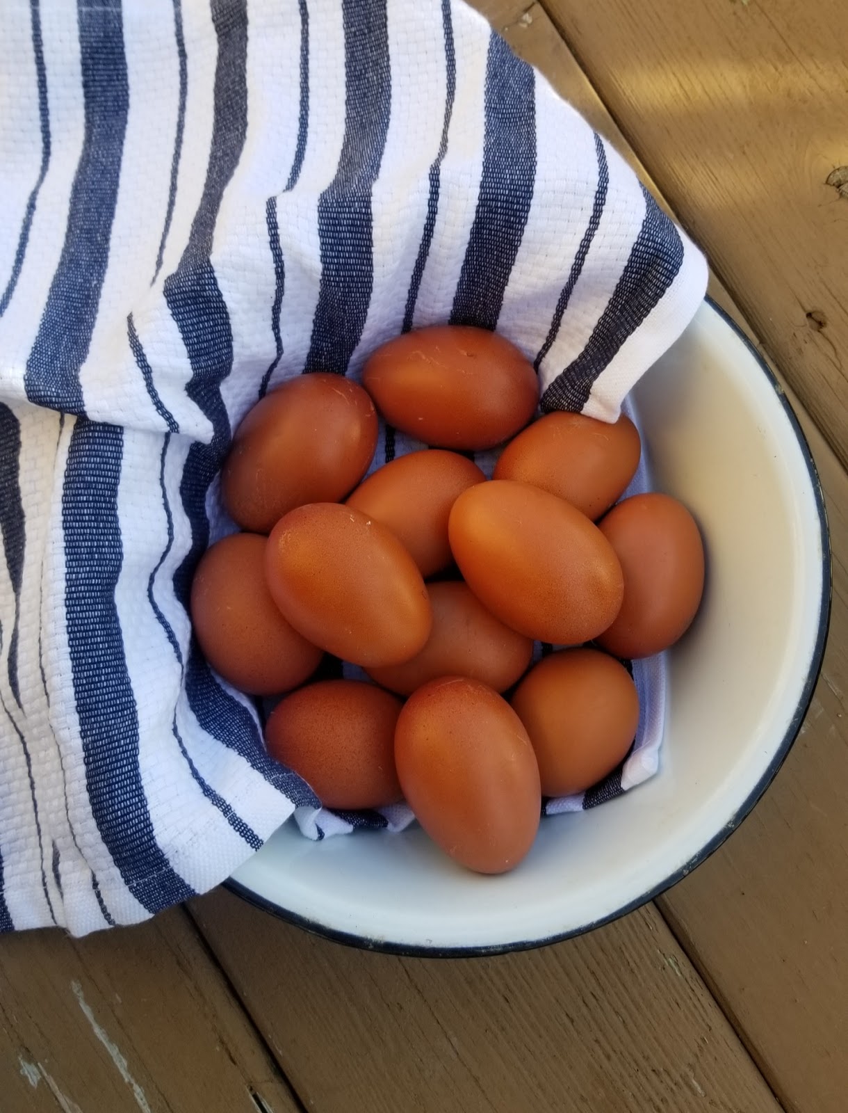 French Marans Chickens Dark Brown Egg Layers Fresh Eggs Daily® with