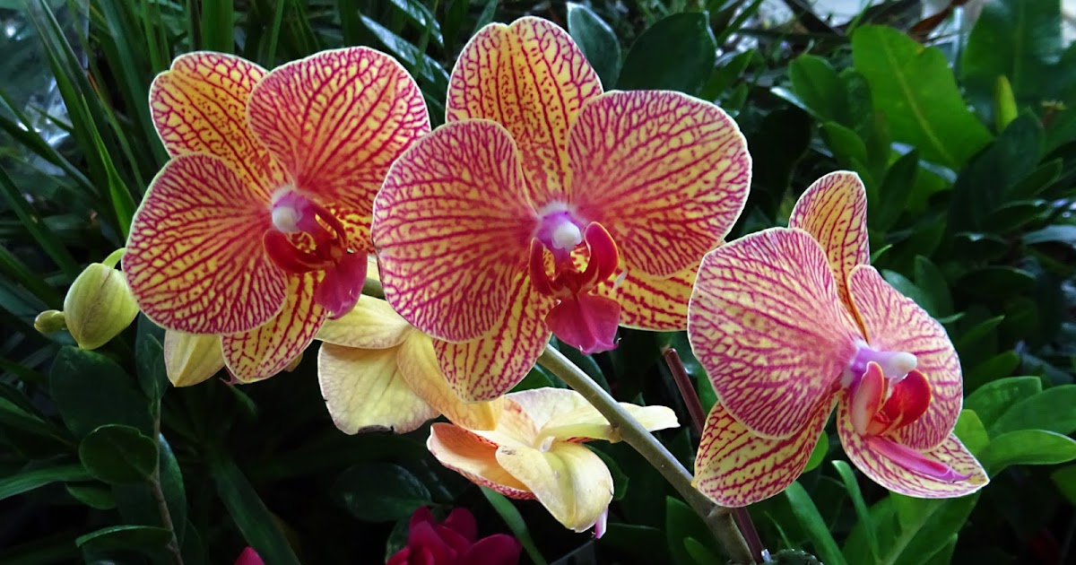 MAP PHALAENOPSIS ORCHIDS