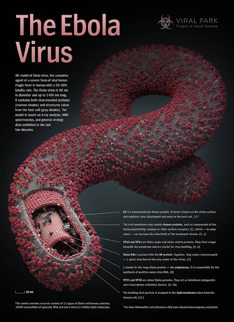 El Ébola es un virus transmitido a las personas por animales salvajes.