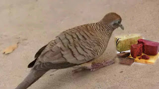 Pakan Untuk Burung Perkutut Bakalan Cepat Manggung Atau Gacor