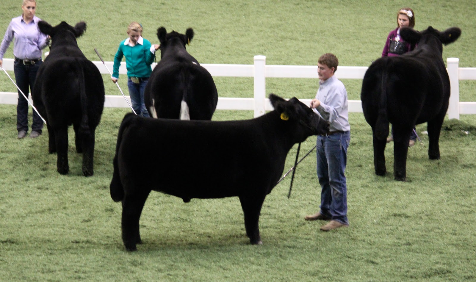 Executive Sires, Inc. American Royal Steer Show Class 4 Winner