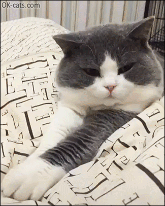 Funny Cat GIF • When your Cat does not want you touch his paw with your hand [ok-cats.com]