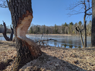 beaver damage at DelCarte observed recently