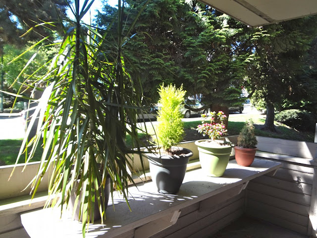 balcony plants in a row