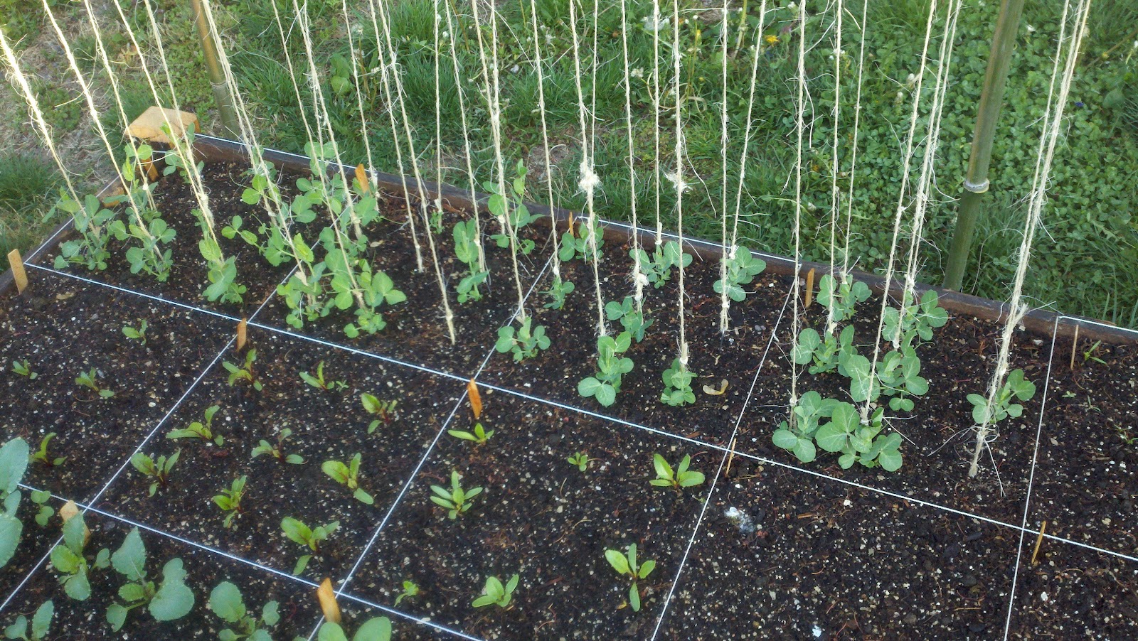 Little Garden in Town Bamboo and Twine...