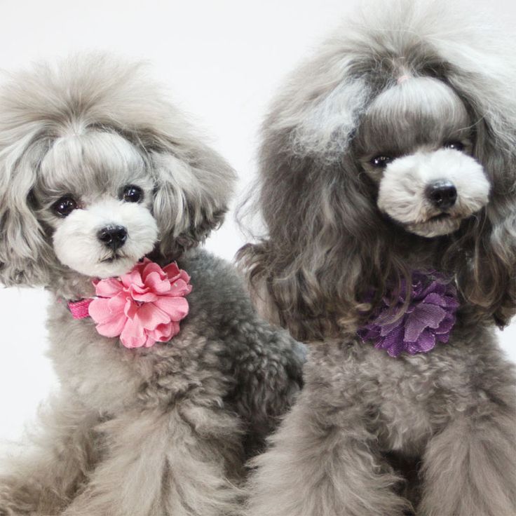 teacup poodle haircuts