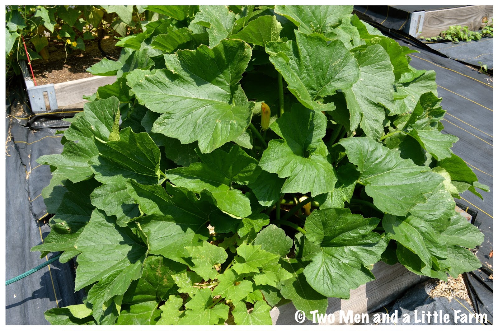 Two Men and a Little Farm MEMORIAL DAY MONDAY UPDATE