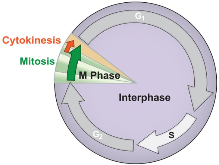 What Happens During Interphase Of The Cell Cycle