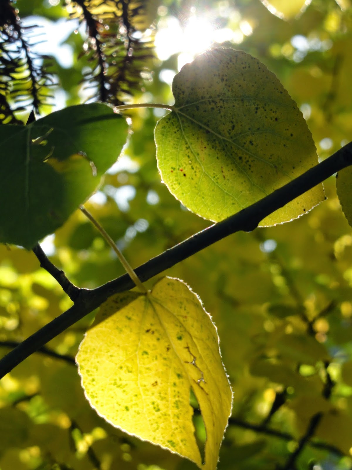 childs-play-a-summer-on-pacific-crest-trail