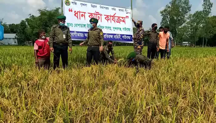 গাইবান্ধায় অসহায় কৃষকের ধান কেটে দিলেন ভিডিপি সদস্যরা