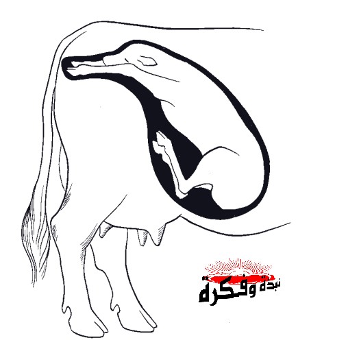 بالصور الولادة فى الأبقار علامتها ومراحلها نبذة وفكرة