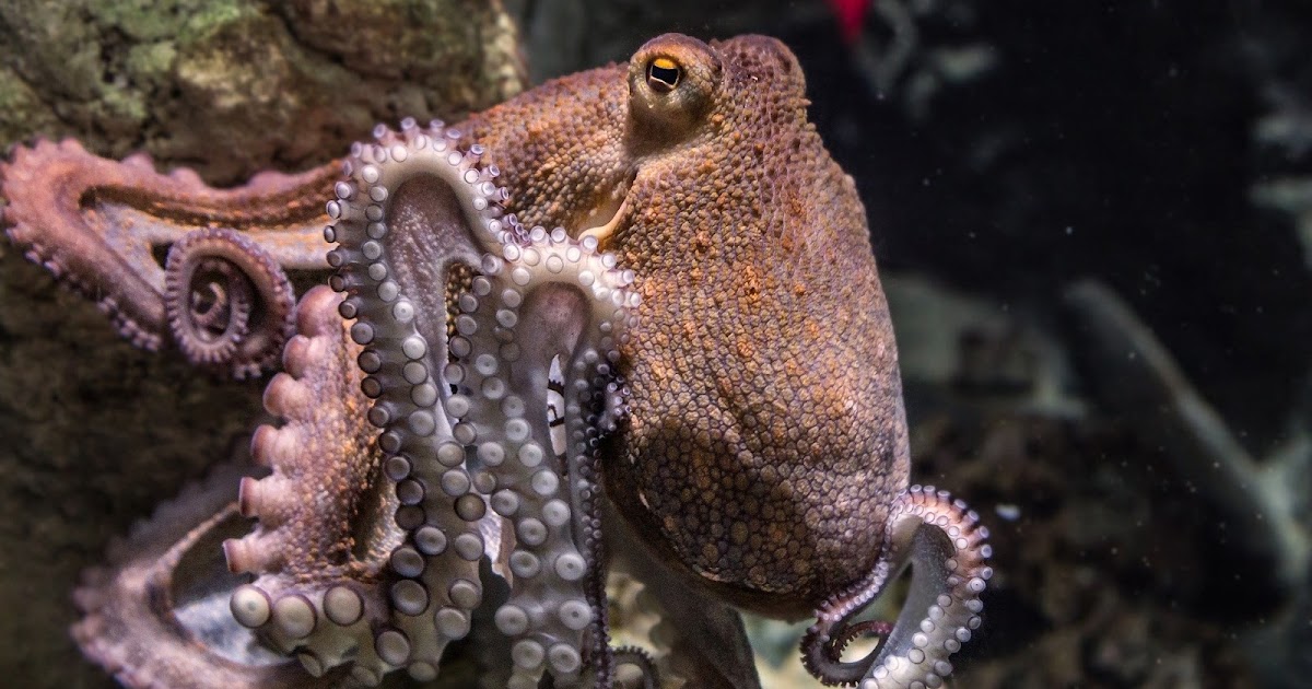 Octopus Habits, Diet and Other Facts