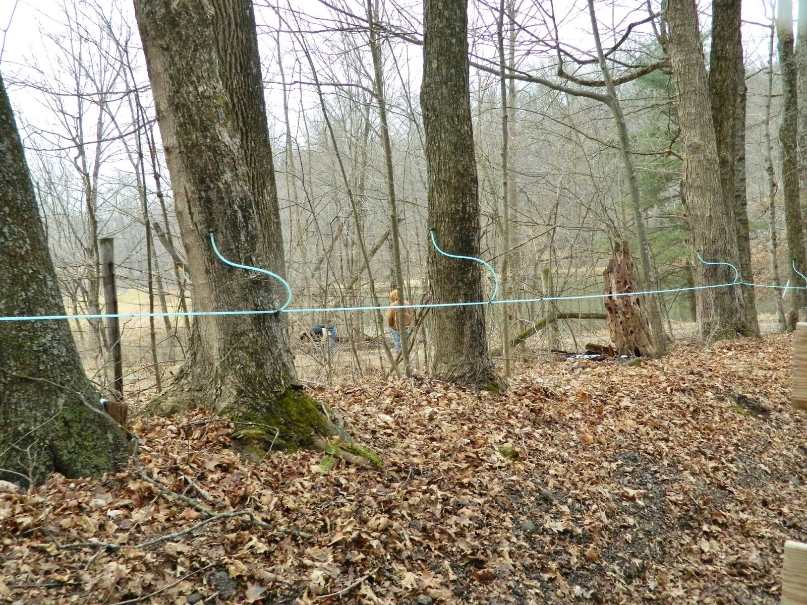 Malabar Farm's Maple Syrup Festival Lucas, Ohio