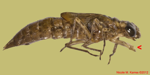 Prementus Insect Notes on Urban Ecology: The prementum and other insect mouthparts