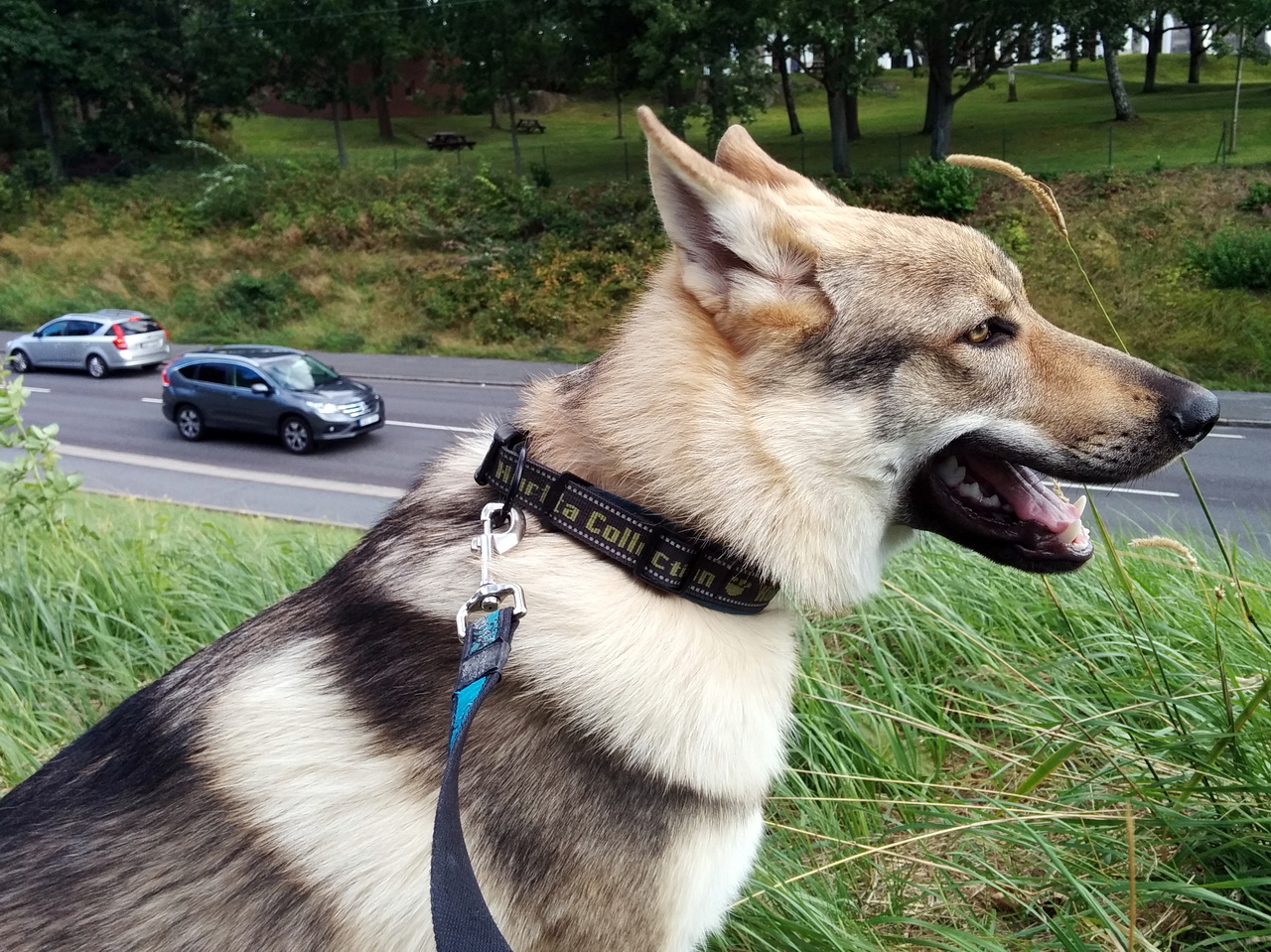 When Do Male Dogs Start Breeding?
