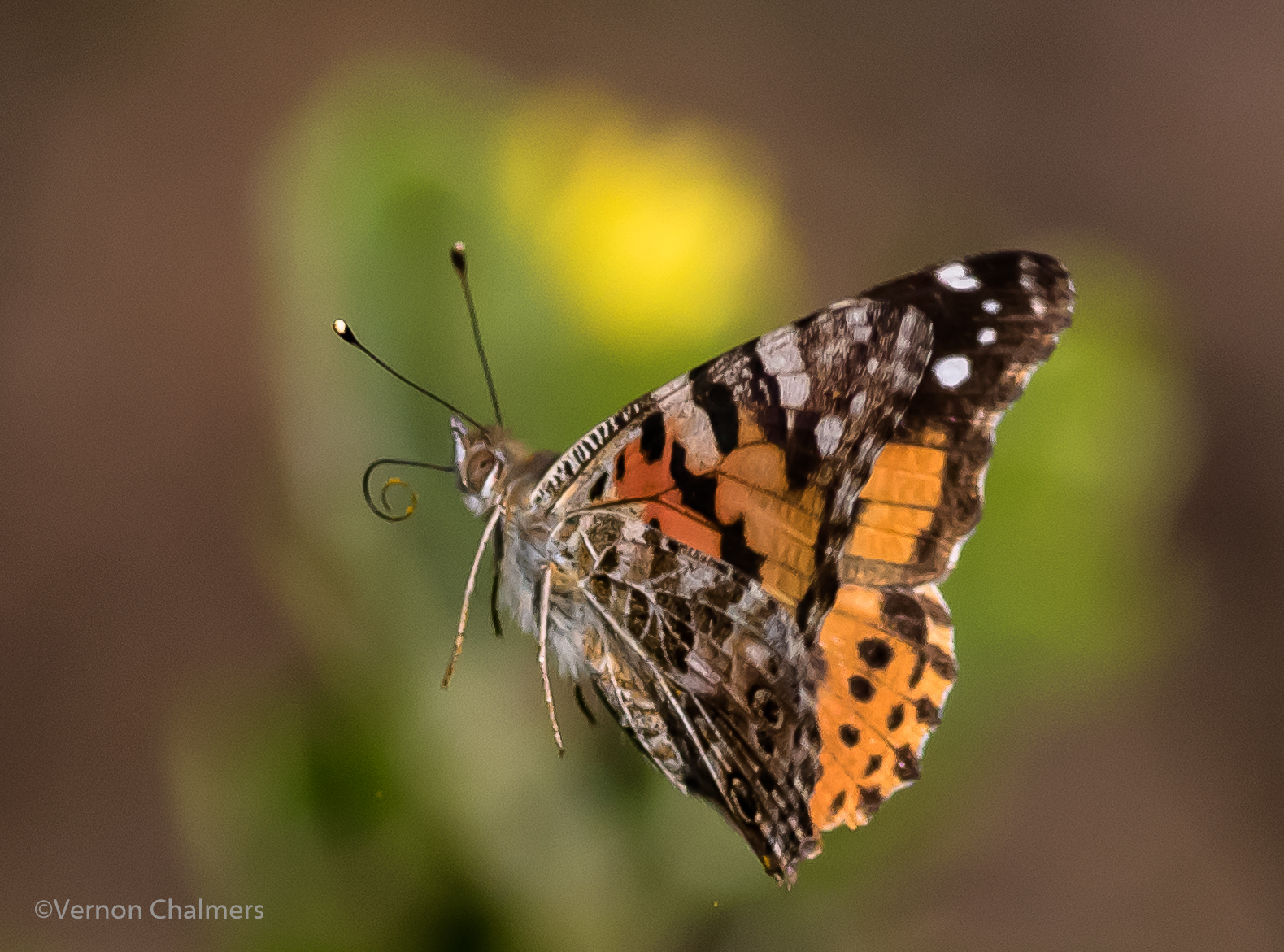 Vernon Chalmers Photography Training Bees and Butterfly in Flight