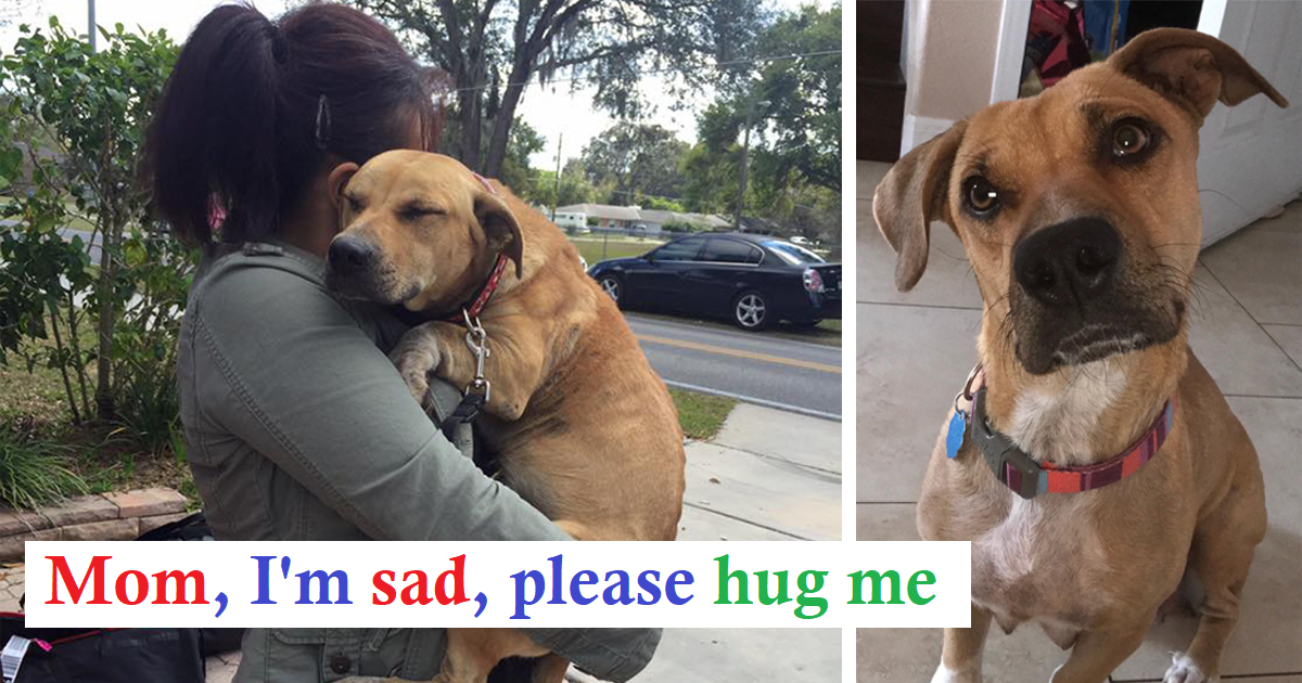 Traumatized dog with scars all over her body can't believe she is