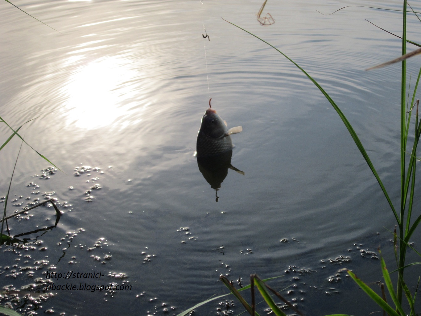 Поплавочная ловля на пруду. Весенняя рыбалка на карася на поплавочную удочку. Поплавок для рыбалки. Рыба на удочке. Рыбалка летом на поплавочную удочку.