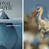 A Striking National Geographic Campaign Uses Shocking Pictures To Raise Awareness About Inconsiderate Usage Of Plastic