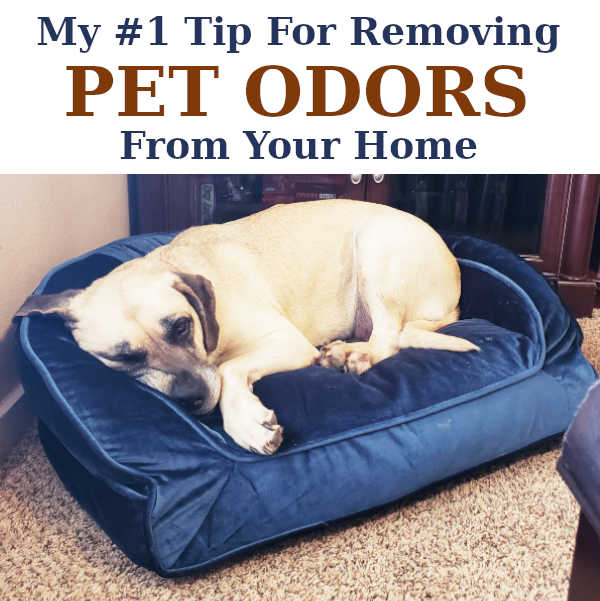 My 1 Tip For Removing Pet Odors From Your Home DIY Home Sweet Home