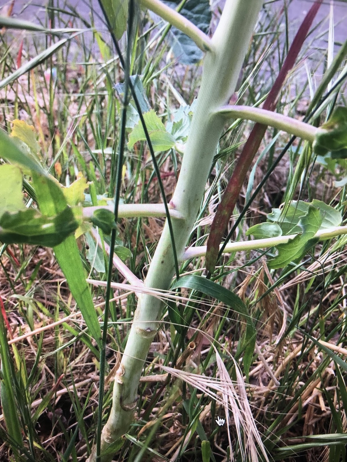 The Story of the Seed