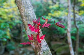 PENTAX A ZOOM 35-105 mm にて撮影