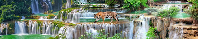  Скинали тигр у водопада