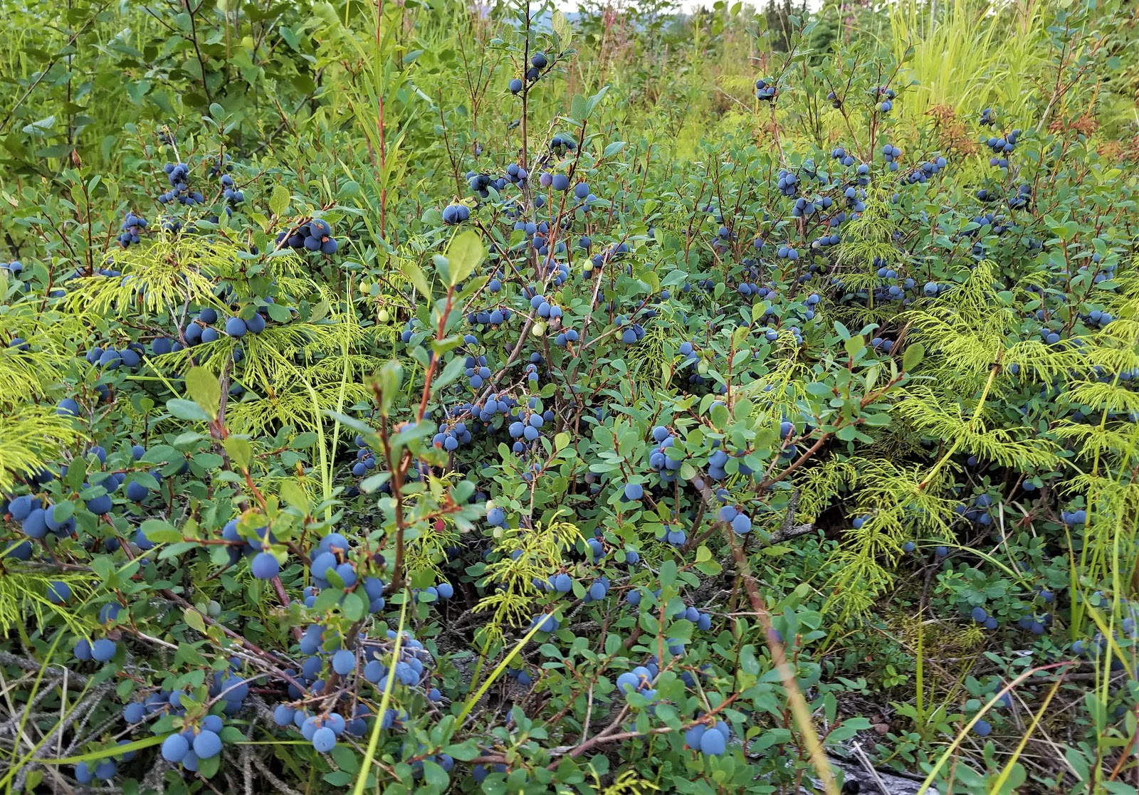 Under the Charm of Wild Alaskan Blueberries