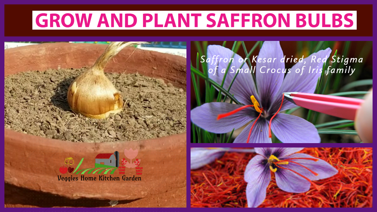 Asim Rooftop Garden Tips How to Grow and Plant Saffron Bulbs at