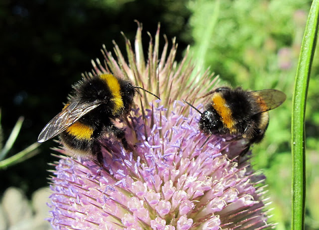 Bees on Teasel