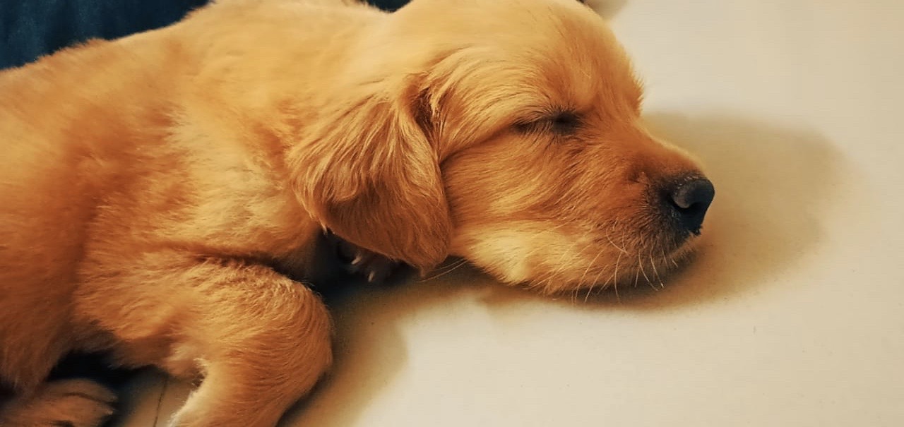 Everything you should know about 12 Month Golden Retriever Puppy