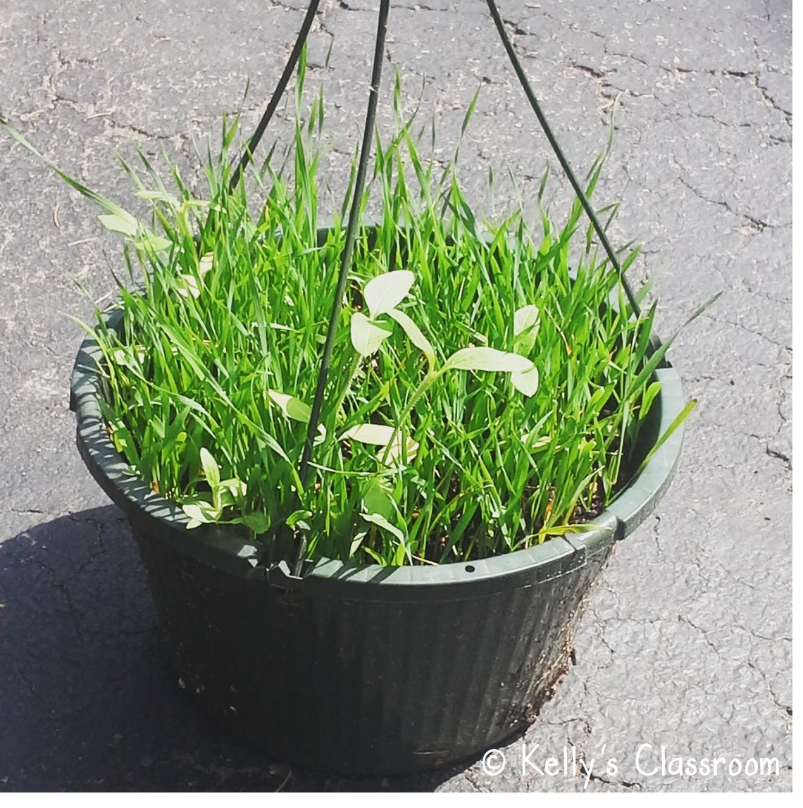 Kelly's Classroom Online What Happens When You Plant Birdseed?