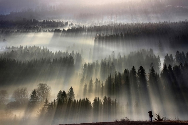 霧が生み出した幻想的で美しい風景。6つ【n】ポーランドの森と霧